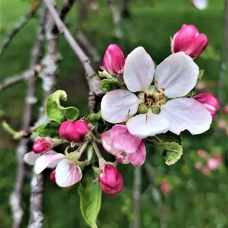 Apatments Radoja - Pliva Sipovo